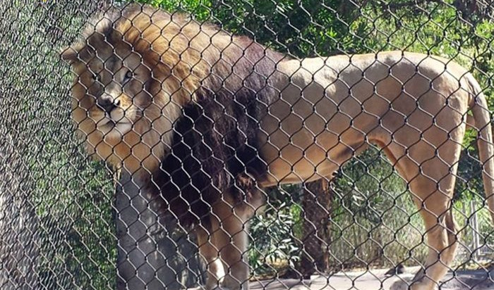 Stainless steel cable mesh for lion fence