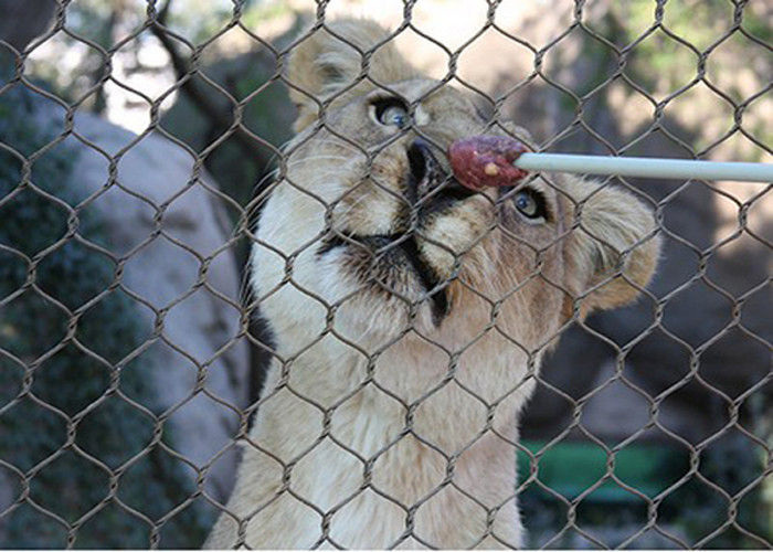 inox animal enclosure mesh